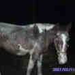 SOS Cheval Voler