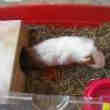 Cochon Dinde + Cage