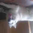 Saillie