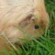 Cochons Dinde