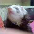 Bébés Furet