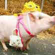Cochon avec ses Accesoires