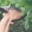 Taille Haie Biologique