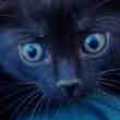 Donne Chatons Femelles