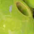 Galets d'Ornements Parfumés Vert Anus