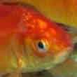 Poissons Rouge Rare