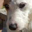 Chien cherche Copine
