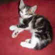 Bonne Chatons