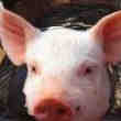 Couple de Cochons-Dinde