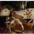 Vache à 5 Pattes Taxidermisee