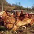 Je Vent des Poules Pondeuses