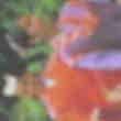 Carte Postal