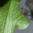 Plante Carnivore
