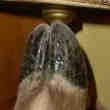 Applique