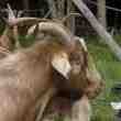 Bouc reproducteur