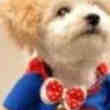 Costume Superman pour petit Chien ou Chat