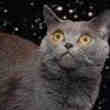 Très Beaux Chatons Chartreux