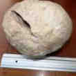 Oeuf Dinosaure Fossile
