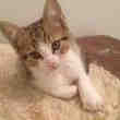 3 Chatons de Type Europeens Non LOOL