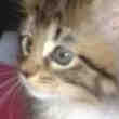 Chaton Maine Coon