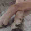 Donne Chien Croisé