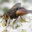 Véritable Mouche Vivante