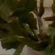 Plante