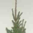 Sapin de Noël
