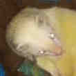 Furet Mal Castré