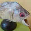 Piranha d'Amazonie naturalisé sur socle