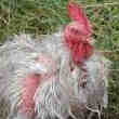 Donne Coq Super Moche