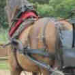 Corbillard à Cheval de 1920